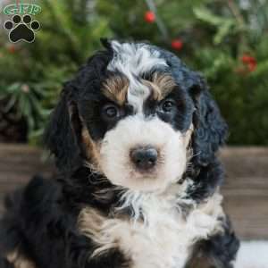 Dean, Mini Bernedoodle Puppy